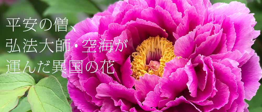 空海が選んだ異国の花